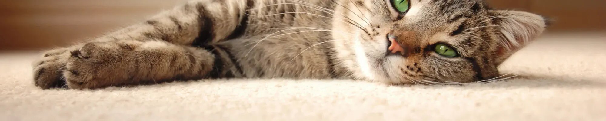 Cat laying on a soft beige carpet floor by CarpetsPlus COLORTILE of Hutchinson